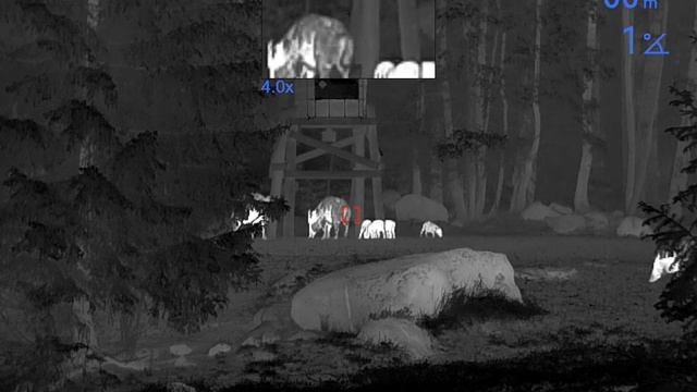 Wild Boar Thermal! Thermion 2 LRF XP50 Pro смотреть онлайн