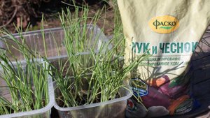 Огромный лук за один сезон  Особые подкормки для лука и чеснока