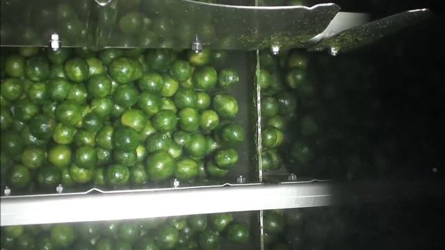 Green mandarin oil extraction. смотреть онлайн