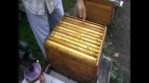 Обработка Лозевалем от вирусов