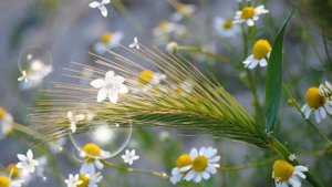 Футаж Ромашки цветы HD