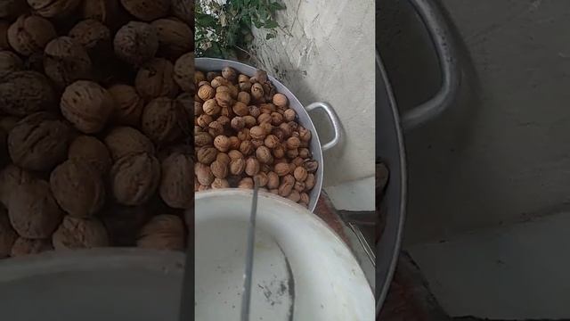 грецкие орехи сбор! смотреть онлайн