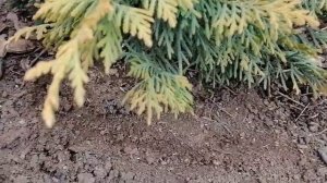 Как пересадить взрослые хвойные, что бы они прижились на новом месте/Секрет который скрывают