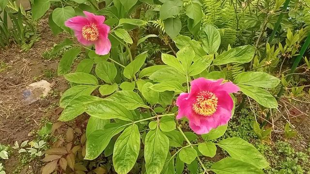 Пион Крымский либо Мужской пион