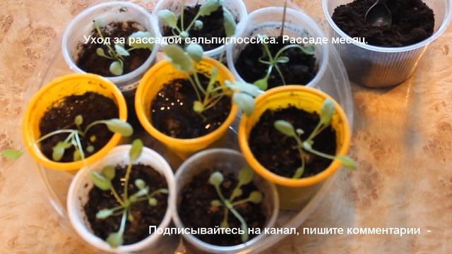Уход за рассадой сальпиглоссиса. Однолетние цветы в саду. смотреть онлайн