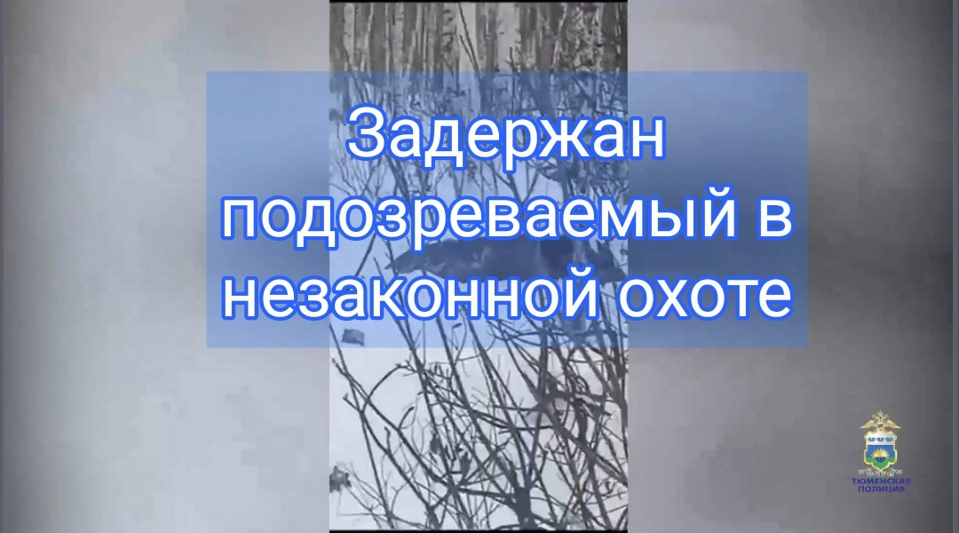 В Тюмени оперативники задержали подозреваемого в незаконной охоте на лосей смотреть онлайн