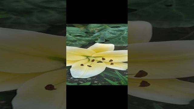 VID_20230817_184007.mp4