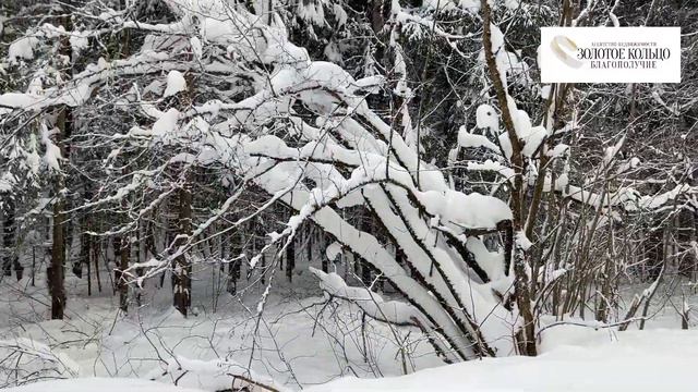 Дорога через густой лес в село Рюминское от ПГТ Балакирево, Александровский район, Владимирская обл
