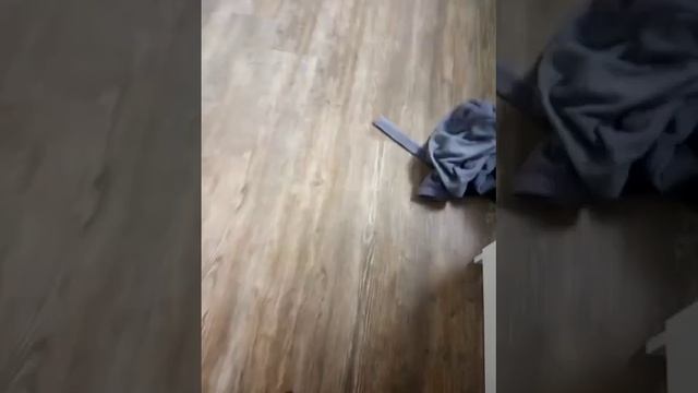 Медведь Йоги