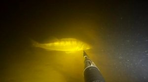 Подводная охота на реке Большой Иргиз. Поздняя осень и наконец-то появился рабочий прозрак.