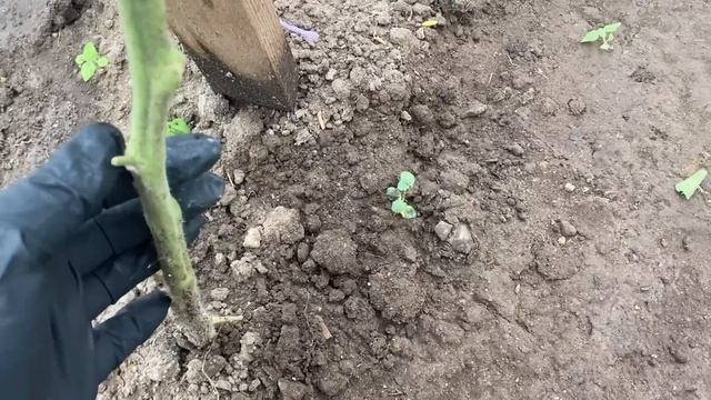 Купила нові квіти.Пересаджую хости і камʼяні троянди.Роботи з томатами.Трипси у трояндах. смотреть онлайн