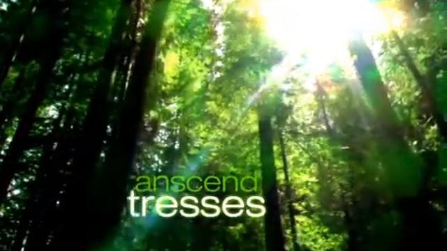 Zenses Rainforest смотреть онлайн