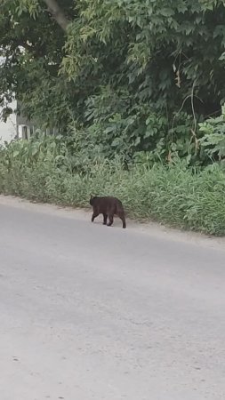 Чёрный кот бродяга, гуляет сам по себе.