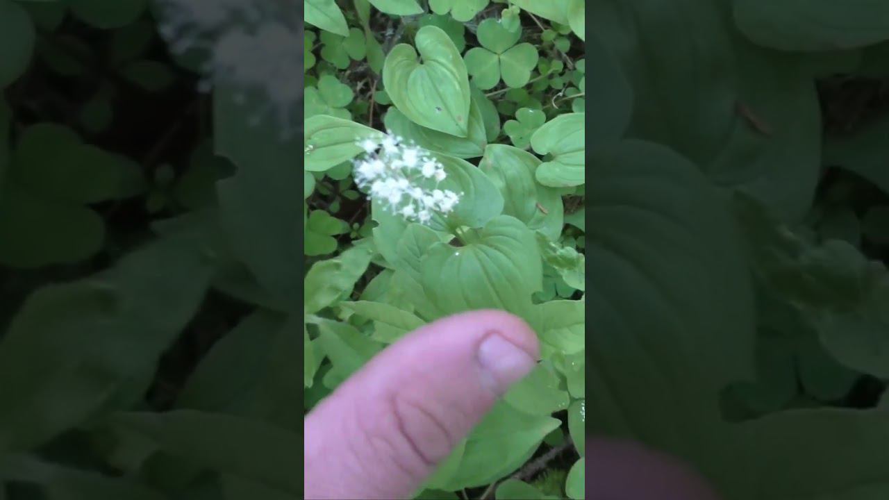 Таежная ТУАЛЕТНАЯ БУМАГА УСНЕЯ Цветы МАЙНИК Можжевельник #дмитрийяков #тайга #выживалово #лес #охота