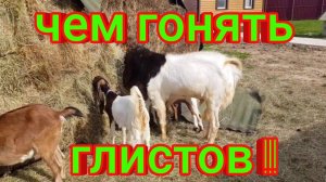 ПРОТИВОПАРАЗИТАРНАЯ ОБРАБОТКА КОЗ И КОРОВЫ PATERI GOATS