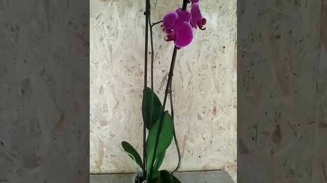 Орхидея Жемчужина Императора