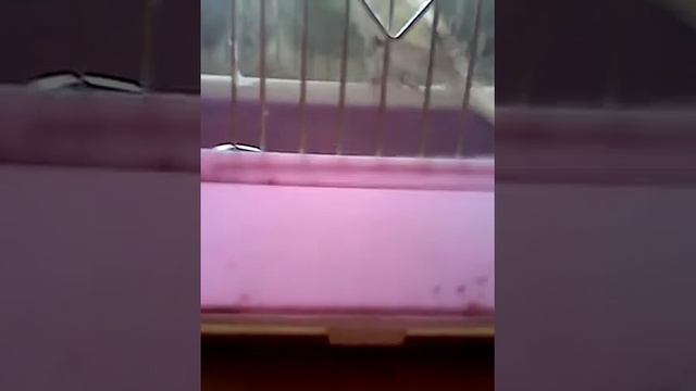 Первая линька попугая 🐦🐥