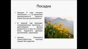 Арника