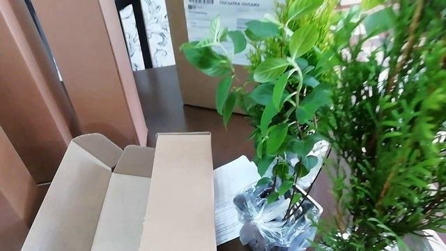 Посылка с растениями из интернет-магазина.
