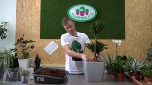 Пересадка Драцены в кашпо с автополивом Lechuza, уход за Драценой дома