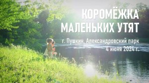 Кормёжка маленьких утят / Июнь, 2024 г.
