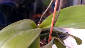 Орхидея Голден брик май 2019.