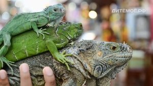 Игуана. Энциклопедия для детей. Галапагосские острова. Galapagos. Iguana