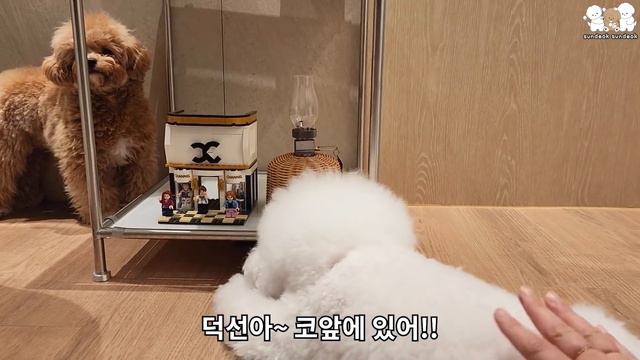 똑똑한 강아지