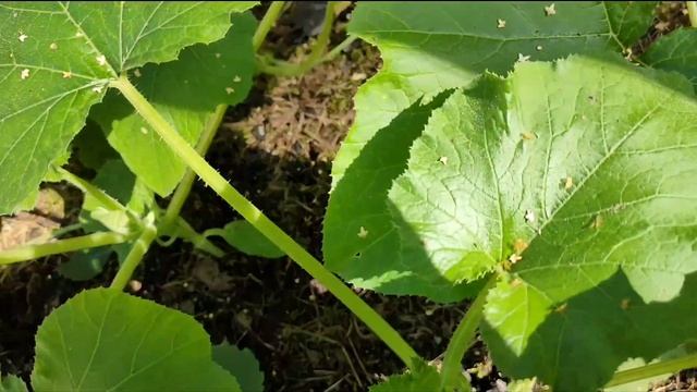 Чем подкормить кабачки/Кабачки в открытом грунте смотреть онлайн