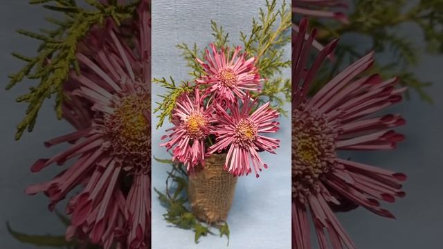 Корейская хризантема Звёздочка ? #chrysanthemumflower #черенкихризантемы