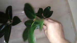 Растение с мусорки...19 октября... Плюс 8... ⛅⛅⛅...