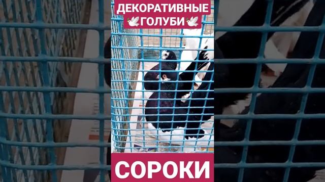 ДЕКОРАТИВНЫЕ ГОЛУБИ-СОРОКИ#shortsvideo