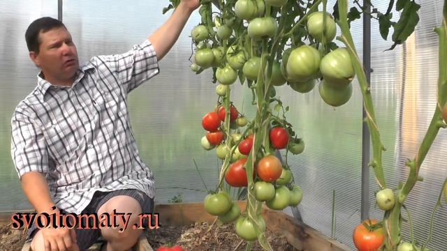 Малиновый натиск смотреть онлайн