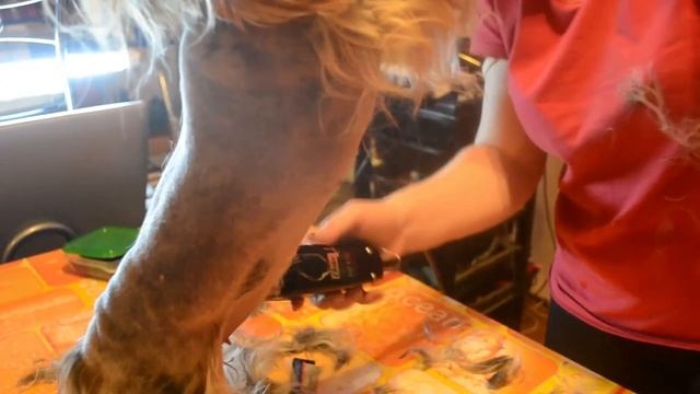 Стрижка - Йоркширского терьера Часть 1 смотреть онлайн