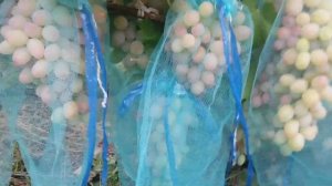 Виноград Водограй 2017г