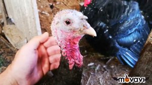 Здравствуйте конец октября, как мои поживают птицы