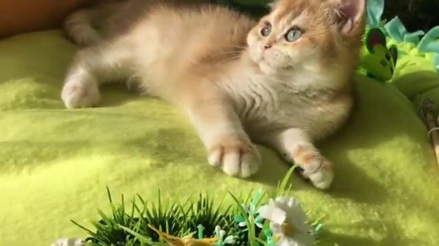 ??❤️МАЛЕНЬКИЕ И БОЛЬШИЕ КОТЯТА?ЗОЛОТАЯ ШИНШИЛЛА???GOLDEN KITTENS