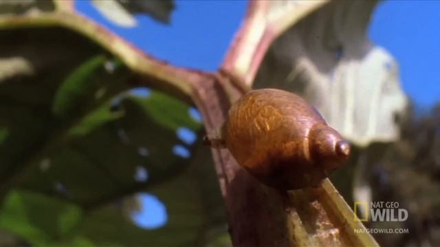 Лейкохлоридий парадоксальный (лат. Leucochloridium Paradoxum) смотреть онлайн