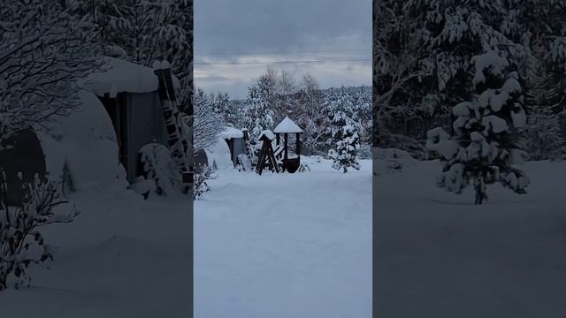 30-31 ноября 2023 г. Выпала месячная норма осадков❄️ #питомникчихуахуа #ДжулияФортуна #чихуахуп смотреть онлайн