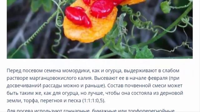 Момордика. Выращивание на подоконнике. смотреть онлайн