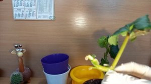 Бегония Элатиор обрезка, черенкование, пересадка.