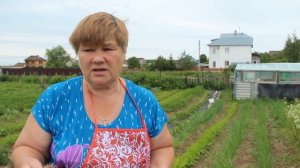 Желтеют перья у лука?! Что делать.