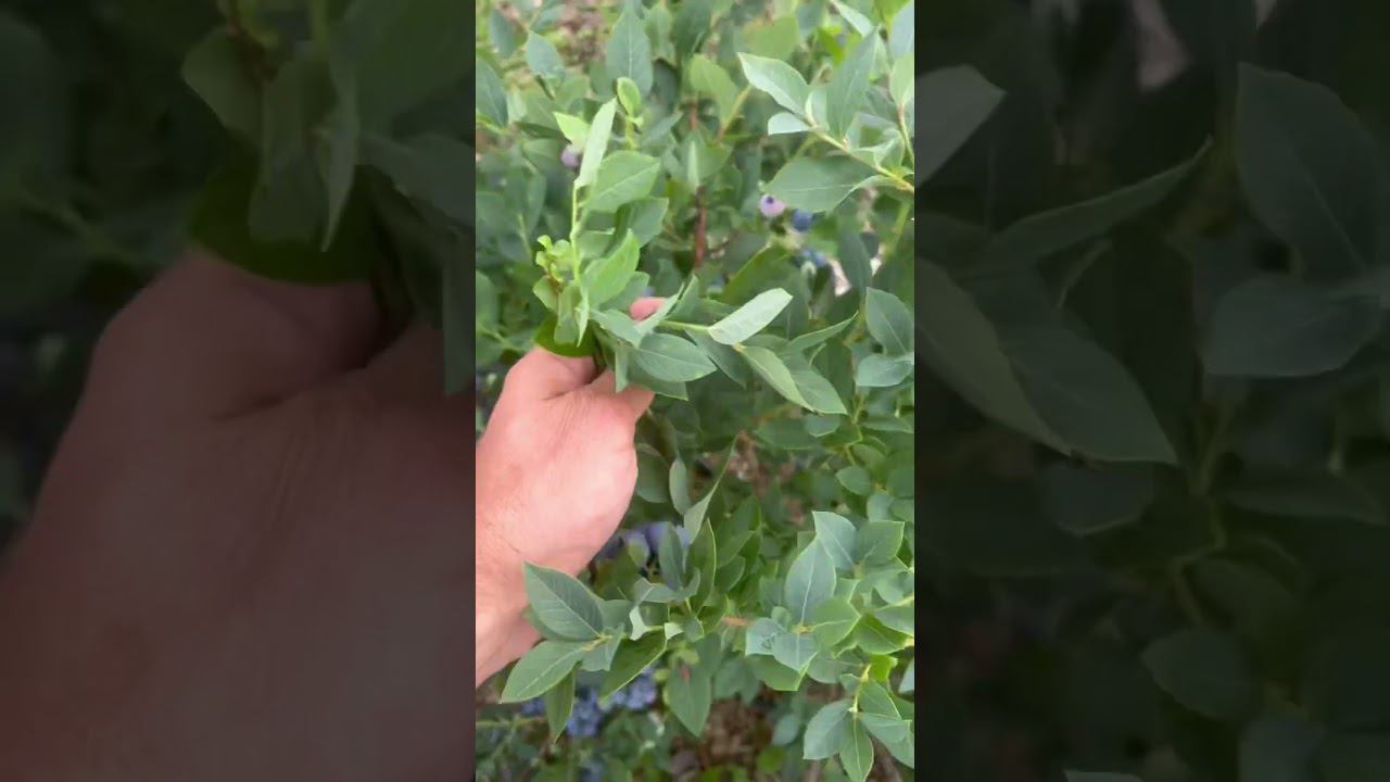 Сорт голубики Huron (Хурон, Гурон). Подмосковье. 2023. #голубика смотреть онлайн