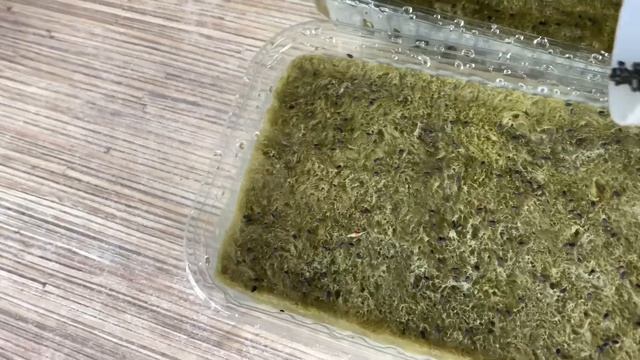 Технология выращивания микрозелени базилик (бейбилист)! Бизнес на микрозелени! Как посадить базилик смотреть онлайн