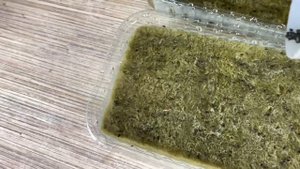 Технология выращивания микрозелени базилик (бейбилист)! Бизнес на микрозелени! Как посадить базилик