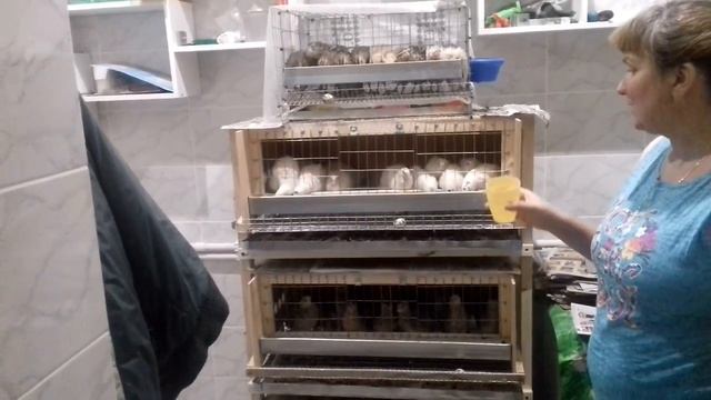 Разведение и содержание перепелок в домашних условиях