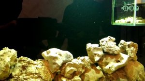 ДОМАШНИЙ АКВАРИУМ С ЦИХЛИДАМИ 450 ЛИТРОВ! ЕЩЕ ОДНА РАБОТА АЛЕКСЕЯ!