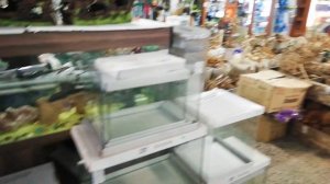 Полюстровский рынок  - Птичий рынок???осень 2020 года.