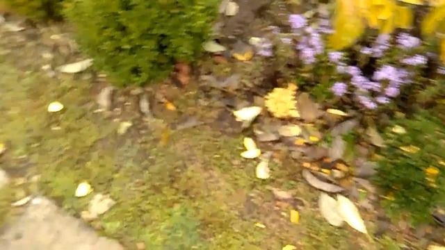 Хурма, разные сорта на одном растении. смотреть онлайн