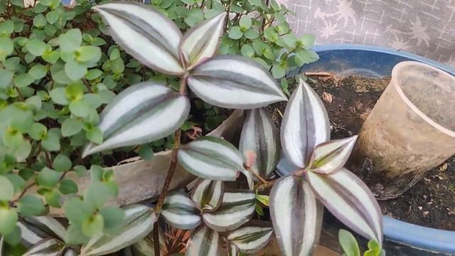 Wandering jew all varieties, hanging plants, indoor plants, plants with low sunlight